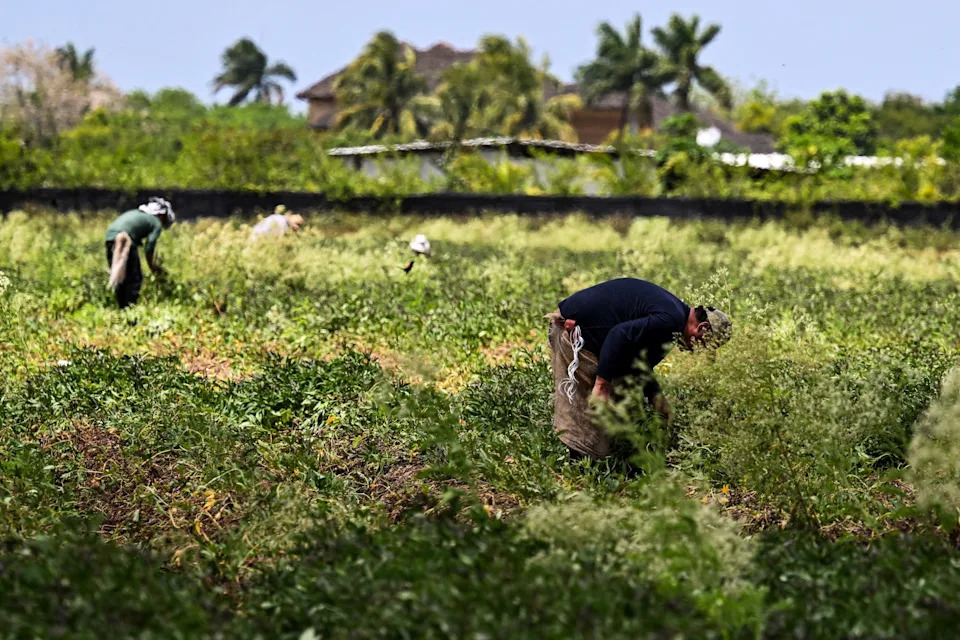Migrant workers work on a farm in Homestead, Florida, on April 25, 2025.