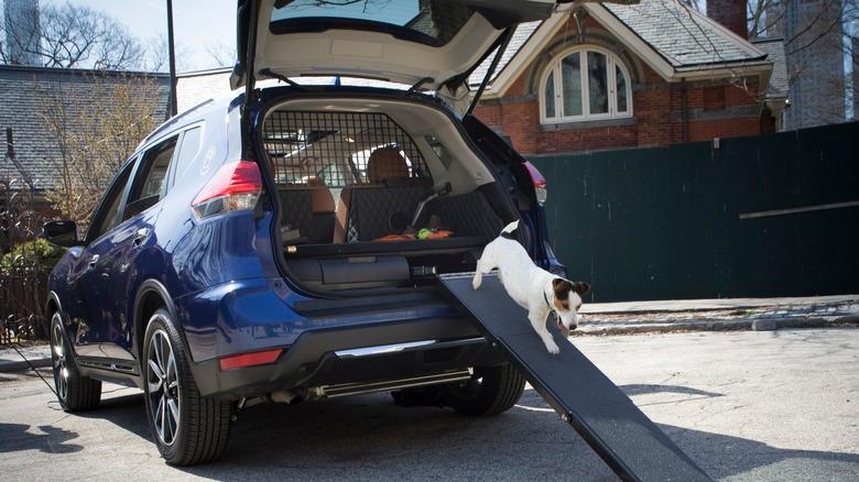 A dog climbing down the slope from the back of a Nissan Rogue Dogue