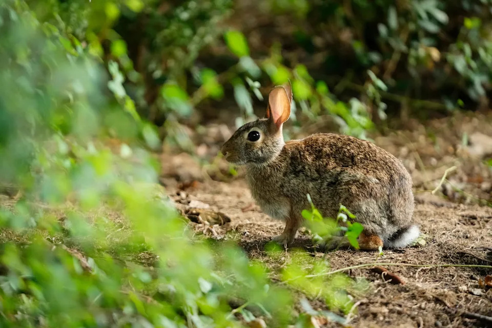 ODNR data shows that the summer of 2024 saw the highest number of rabbits recorded across the state since 1990, roughly triple the counts from the early 1990s.