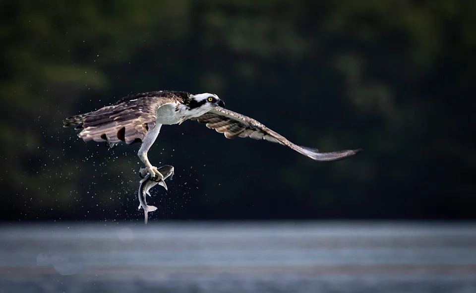 An Osprey in Boca Grande. Taken with a Canon R5 Camera and a 100-500mm lens.