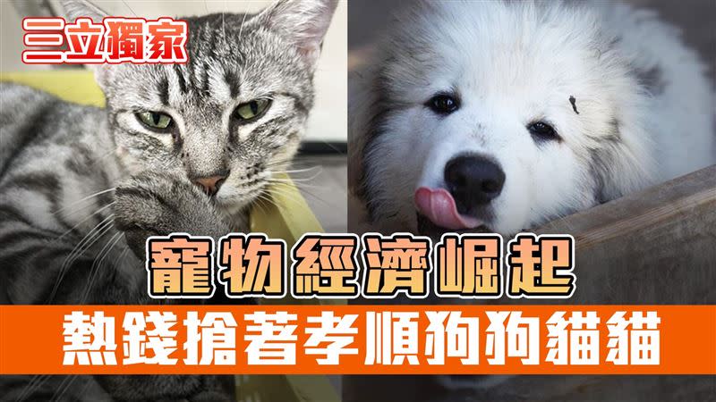 毛孩探吉／毛孩生病好花錢？寵物保險滲透不到3% 竟藏龐大市場