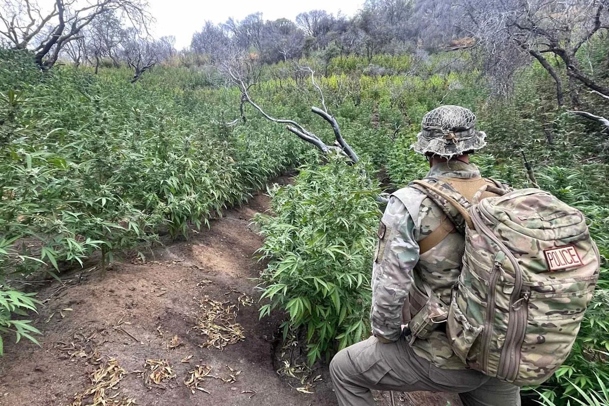 Officials Remove Over 2,000 Marijuana Plants from California National Park