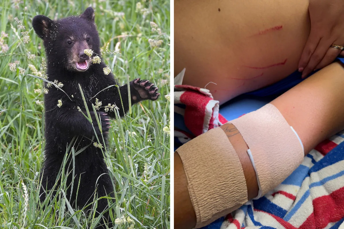 Florida man thought it was a good idea to yell at bears to ‘haze’ them away from his house. It wasn’t