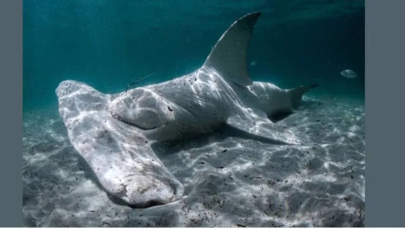 11-foot shark found dead in Florida waters. Clue was in its mouth, experts say