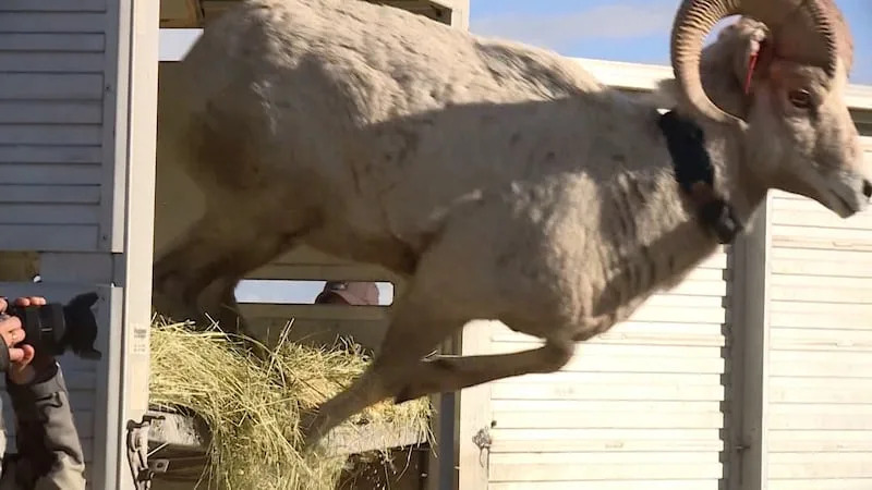 Bighorn sheep captured in Montana are released on Antelope Island on Jan. 29, 2020. The sheep were the first herd to return to the island after a respiratory disease wiped out the previous herd. | Mike Anderson, KSL-TV