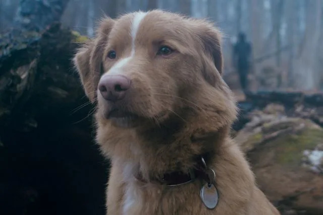 Courtesy of Independent Film Company and Shudder Indy in 'Good Boy'