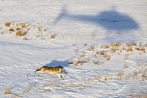 Wolf that killed sheep reportedly shot, but Colorado wildlife officials aren't talking