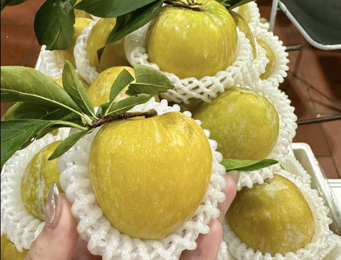 Mận cau Trung Quốc từng có giá 450 nghìn/kg, giờ rớt giá không ai ngờ