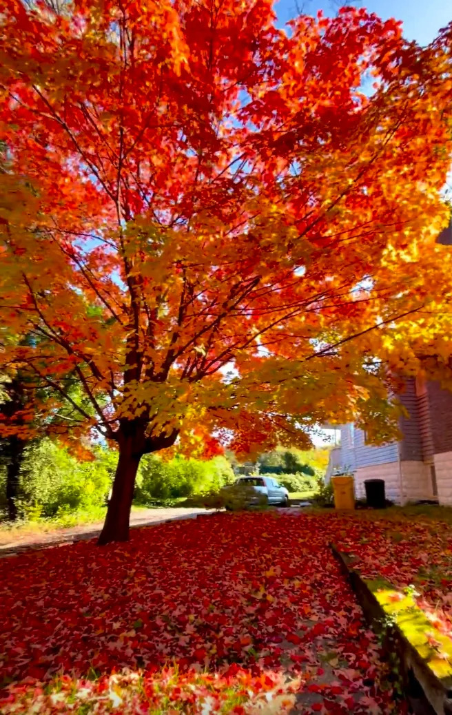 A tree with vibrant autumn leaves stands near a suburban street, with fallen leaves covering the ground beneath it