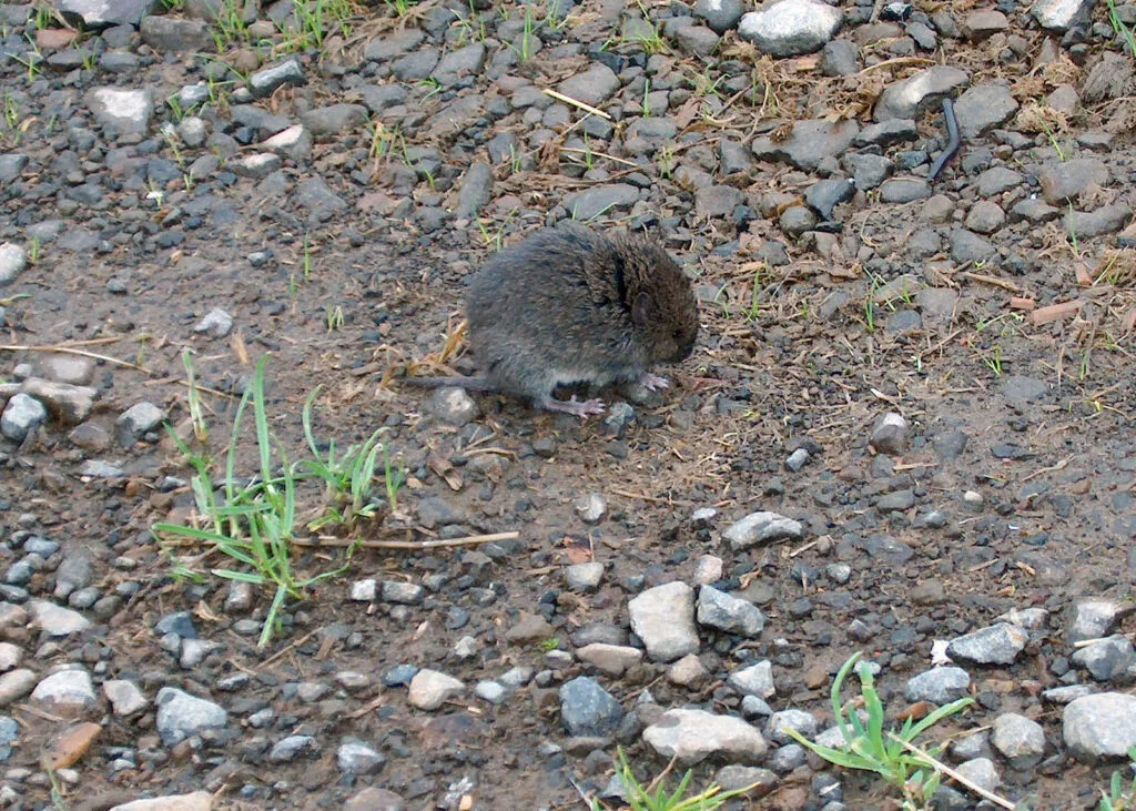 Conservationists again sue U.S. Fish and Wildlife for denying Oregon red tree voles protection