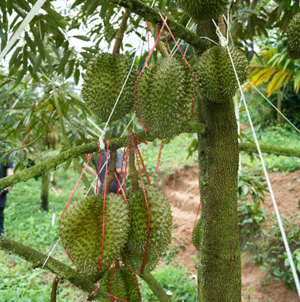 Đắt gấp đôi hàng Thái, sầu riêng Trung Quốc có gì đặc biệt?