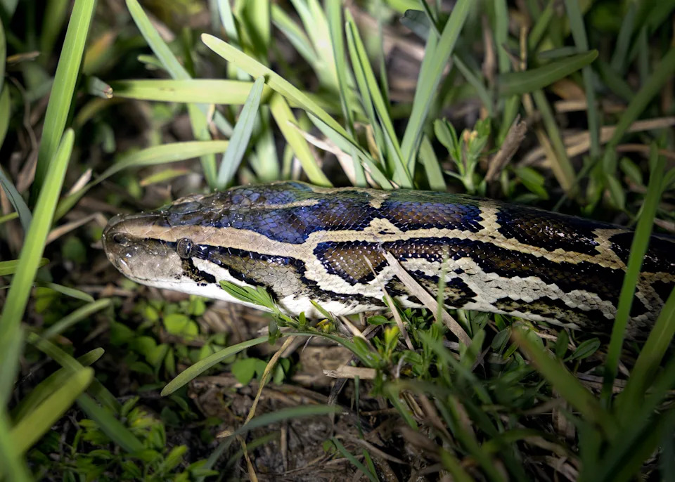 A Burmese python in the Big Cypress National Preserve on Saturday, July 19, 2025.