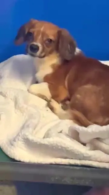 (Jackson County Animal Shelter and Animal Control)