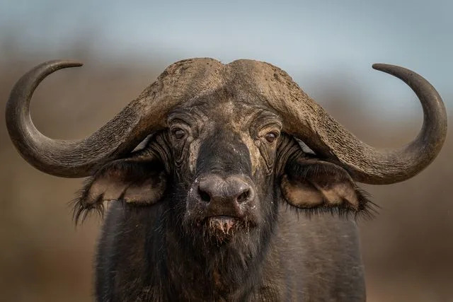 nicholas_dale/Getty A stock image of a Cape buffalo