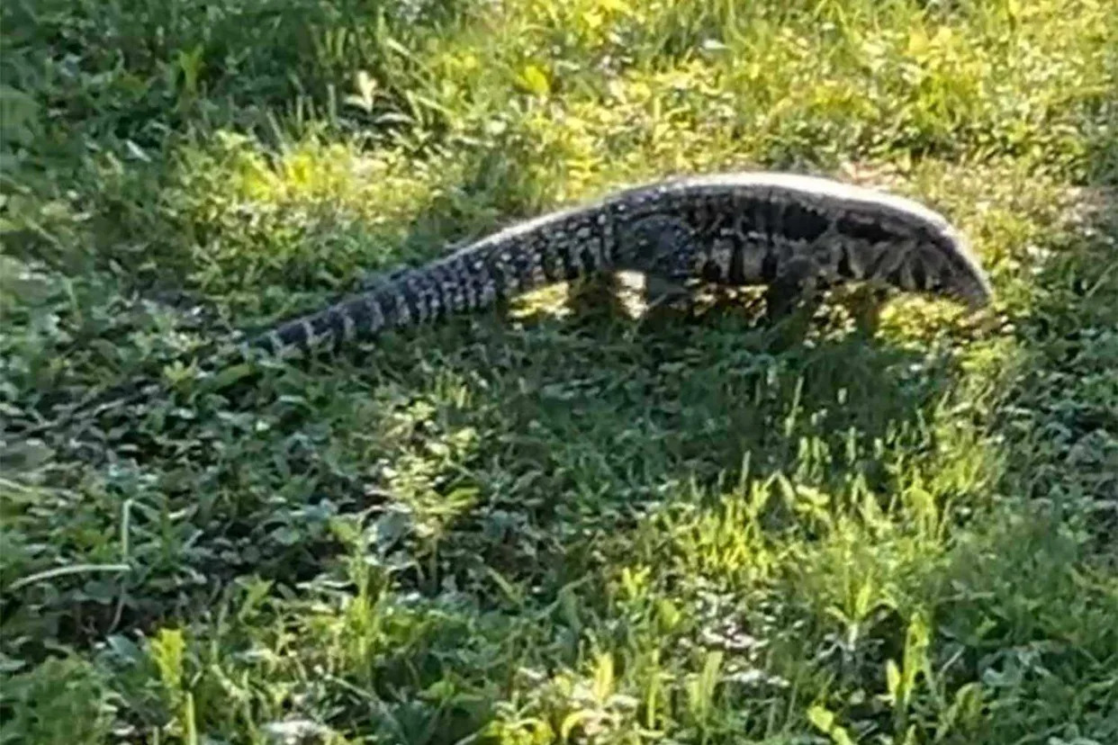 Maine Officials Warn 'Large Lizard' with 'Sharp Teeth' Is on the Loose in the State
