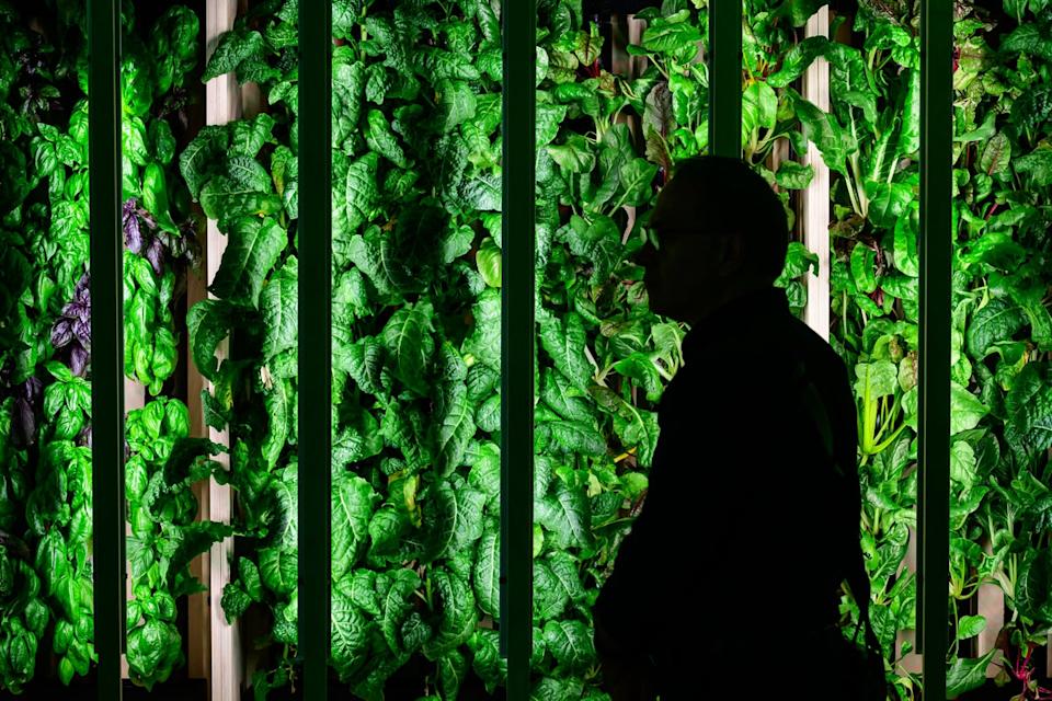 Once used in ancient Egyptian embalming rituals, basil is now a staple of Italian caprese salads and other foods. But there are many surprising benefits that could make a big difference to your health. (Getty)