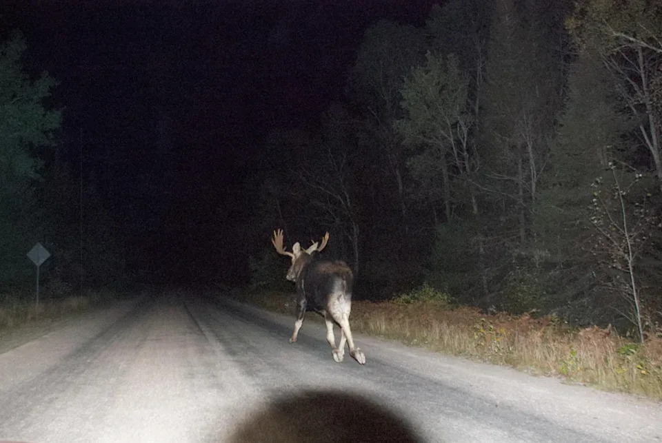 Reddit post shows a photo of a moose on a road at night. The caption warns of wildlife on road during night drives, mentioning a black bear sighting earlier