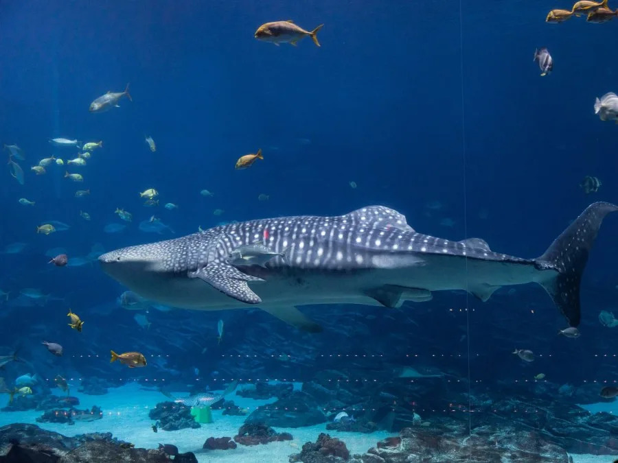 ‘His overall condition was deteriorating’: Georgia Aquarium announces death of male whale shark