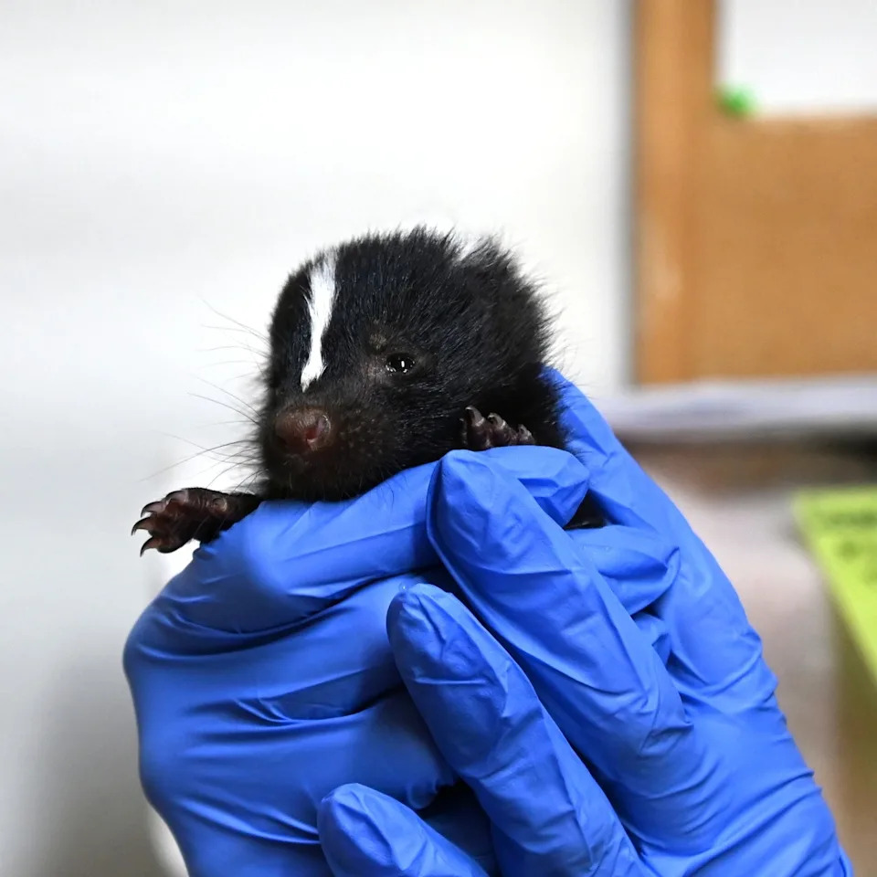 Baby skunk | Courtesy: New Mexico Wildlife Center