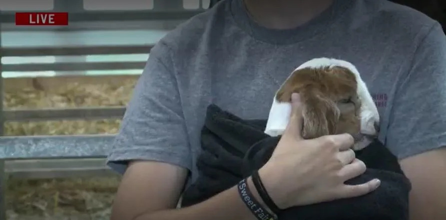 Interactive farm learning, activities for kids at the Iowa State Fair