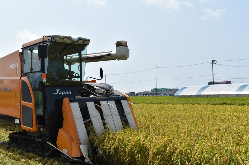 黄金色に輝く早場米「南国そだち」＝高知県南国市で2025年7月16日午前10時7分、行方一男撮影