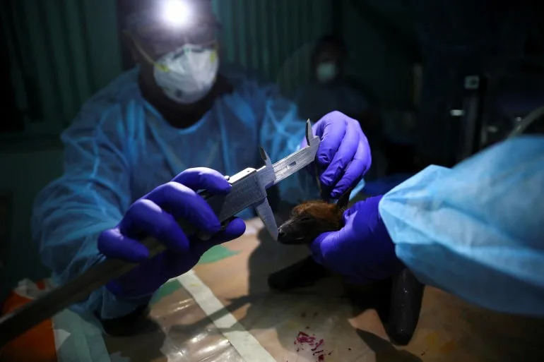 Nipah virus
