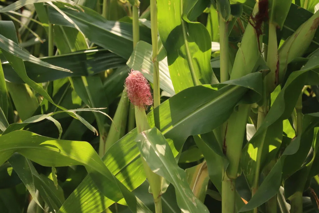 Most Iowa corn ahead of schedule; derecho, wet soil damage some crops