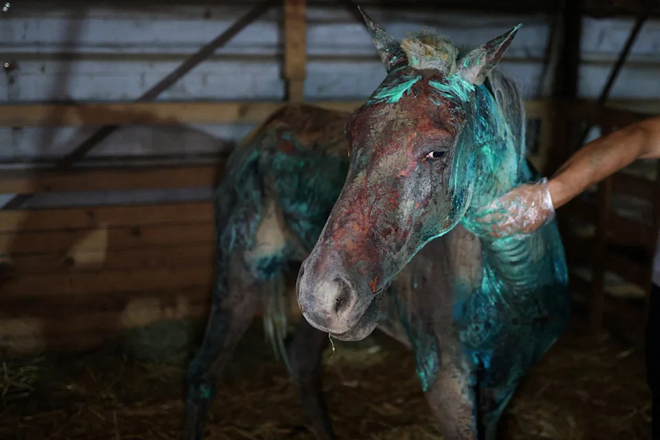 An injured horse is treated for burns.