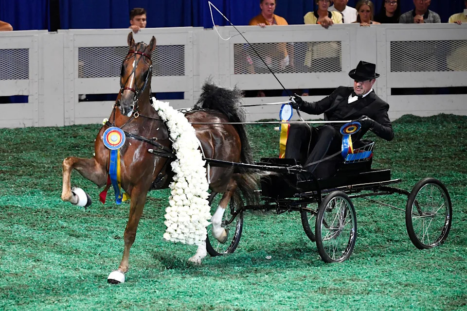 Soul Desire does a victory lap after winning the blue ribbon in the Fine Harness World’s Grand Championship at the World's Championship Horse Show during the Kentucky State Fair, Saturday, Aug. 27 2022 in Louisville Ky.