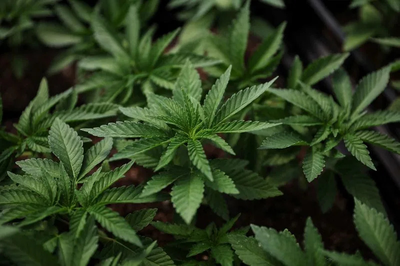 Trump weighs reclassifying marijuana as less dangerous drug, WSJ reports