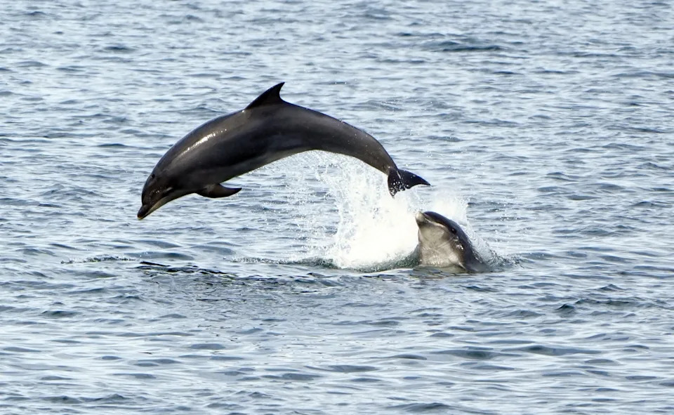 Two dolphins leap out of the water.