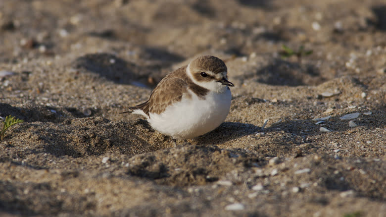 The Western snowy plover just minding its business, hurting no one