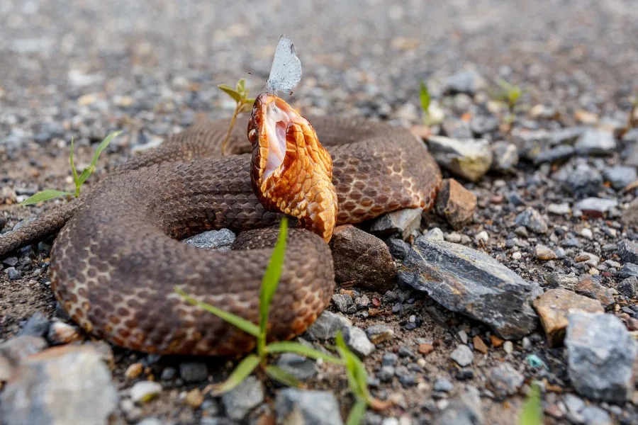 A small adult Western cottonmouth, agkistrodon piscivorous leucostoma, a venomous Pit viper native to most of the eastern United States, with its mouth open displaying the white lining that it derives its name from, lying coiled in a defensive position on the surface of a rural road in the Ouachita mountains in Arkansas. (Rex Lisman | Getty Images)
