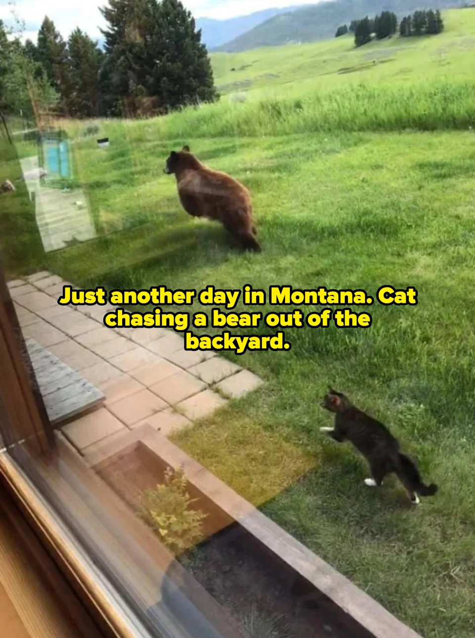 A cat chases a bear across a grassy yard as seen from a window — caption: "just another day in montana"
