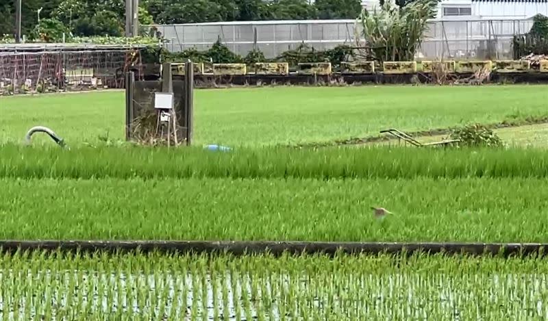 彰化45歲青農大雨巡田水遭電擊亡 疑省錢未安裝「漏電斷路器」釀禍