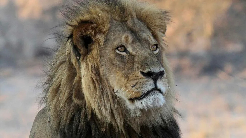 A trophy hunter killed a lion in Zimbabwe that was part of a research project, sparking anger