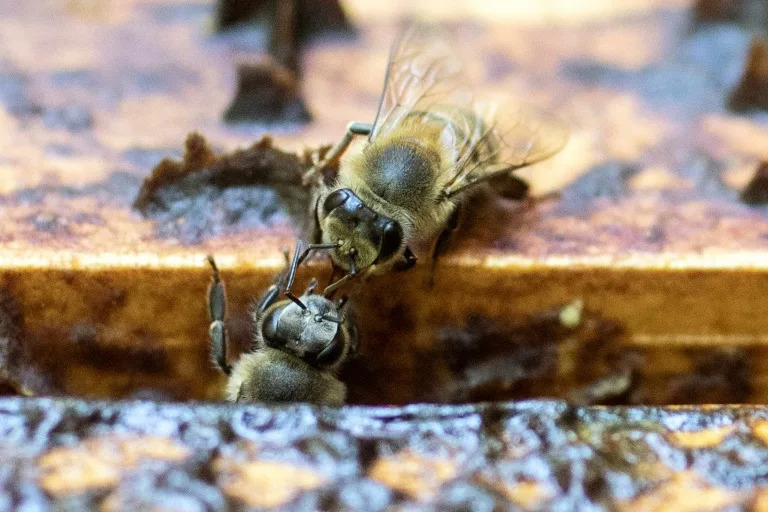 Rwanda bees being wiped out by pesticides