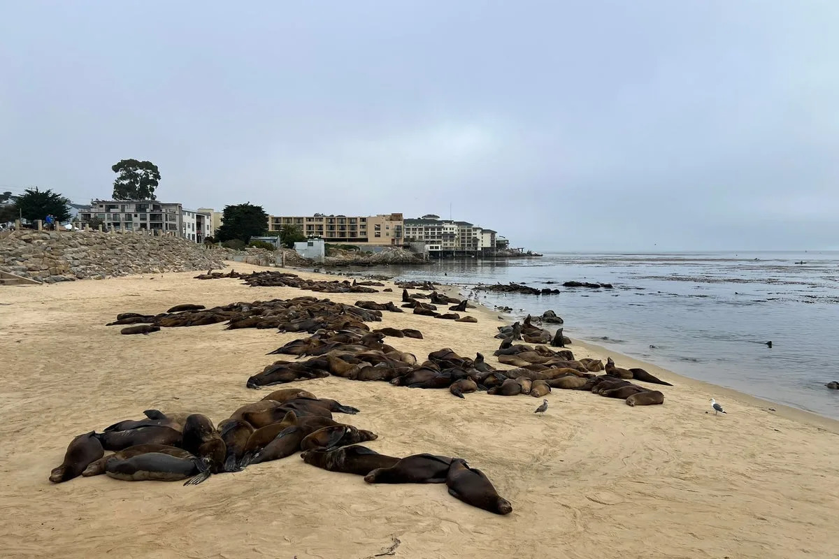 California has closed a popular beach because too many sea lions are hanging out at it