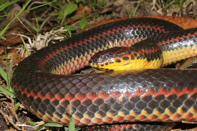 Pierson Hill and Kevin Enge/Florida Fish and Wildlife Conservation Commission Rainbow snake