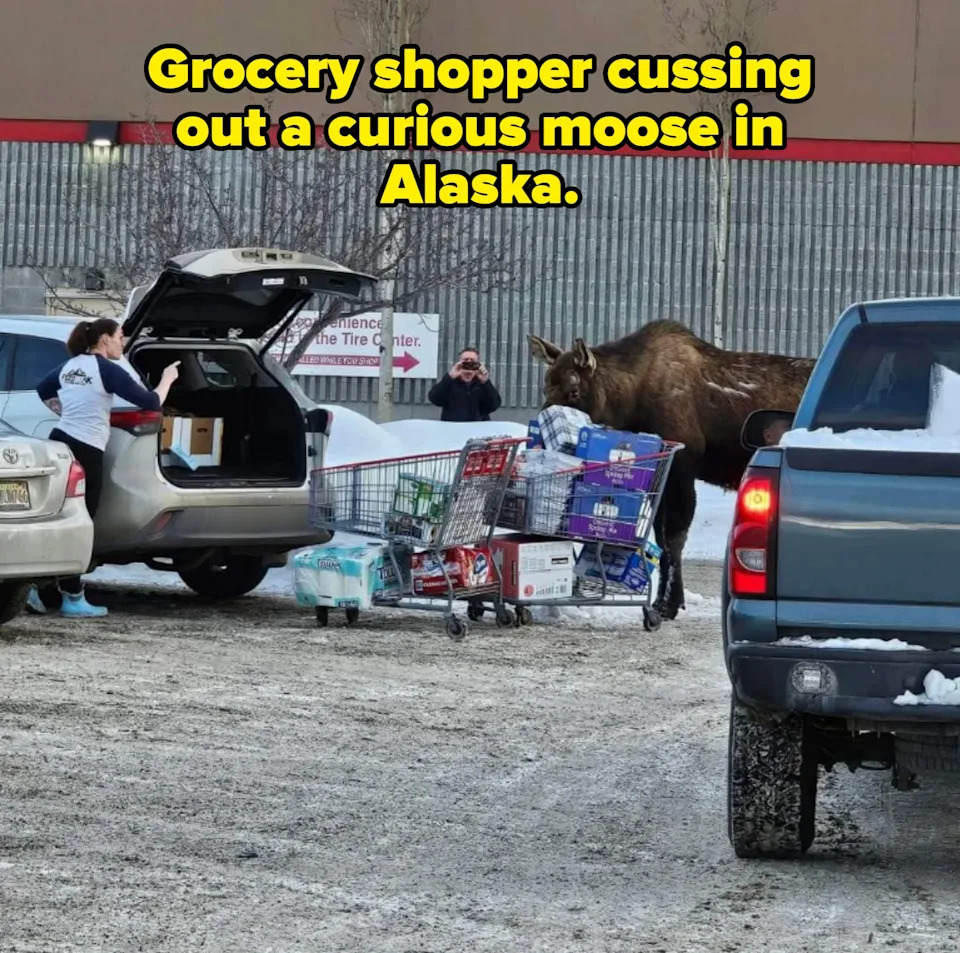 Moose explores a parking lot as person loads groceries into a car, with another person taking a photo. Snow and vehicles are visible