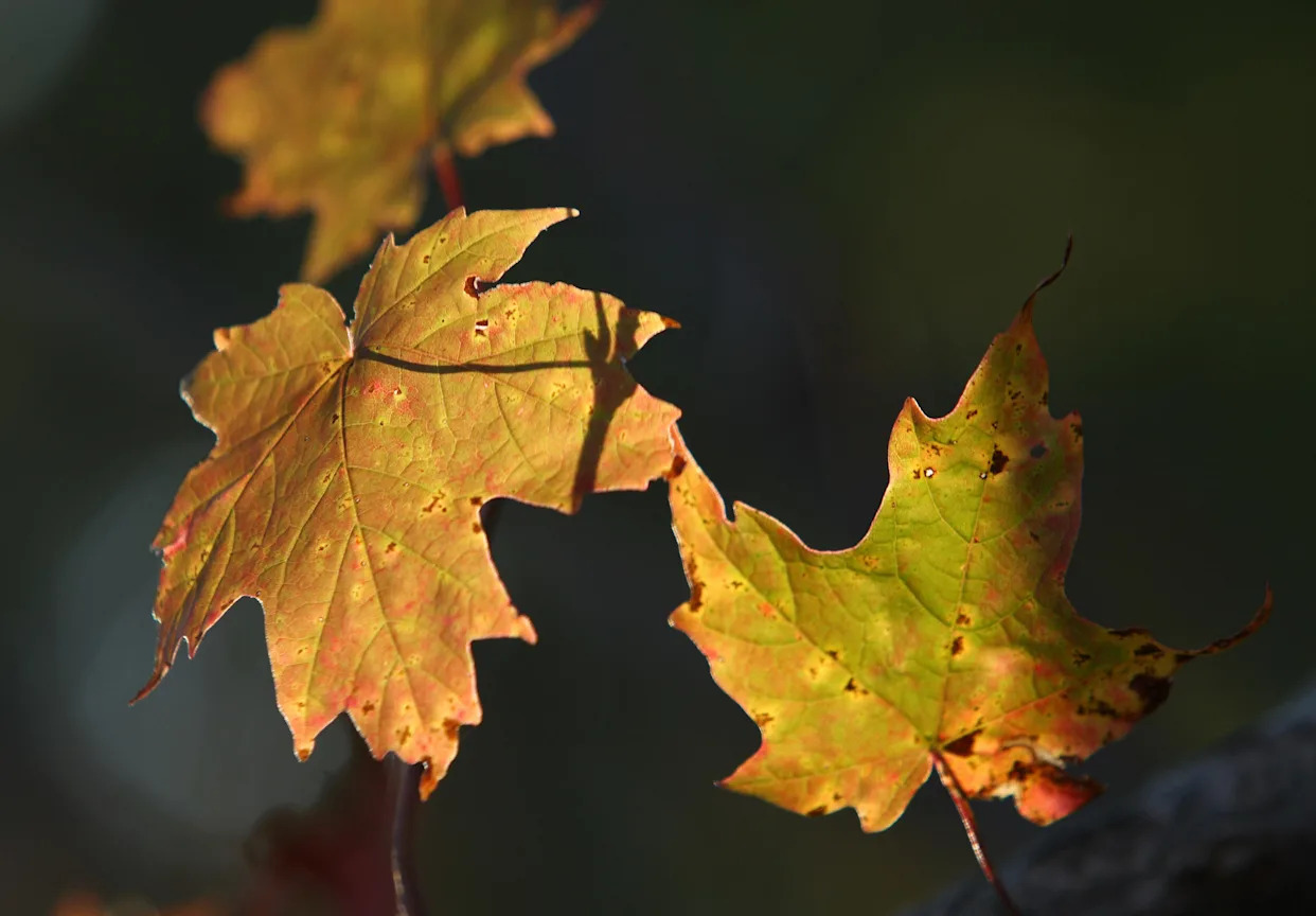 When will the weather finally get cool in Florida? Here’s what The Old Farmer’s Almanac says