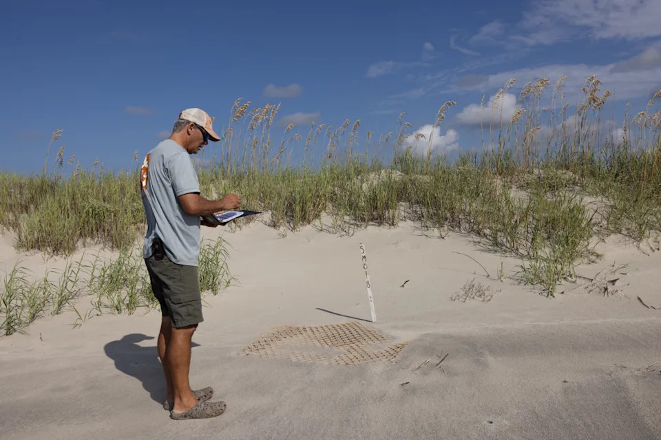 Sea turtle conservation has relied on partnerships. Now, Georgia must absorb monitoring cuts