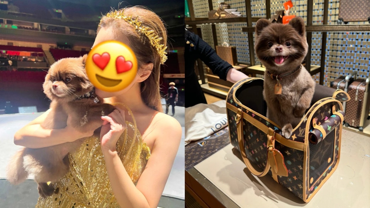 44歲失婚女神超寵愛犬贈愛馬仕迷你包包　網民驚訝全身名牌超誇張