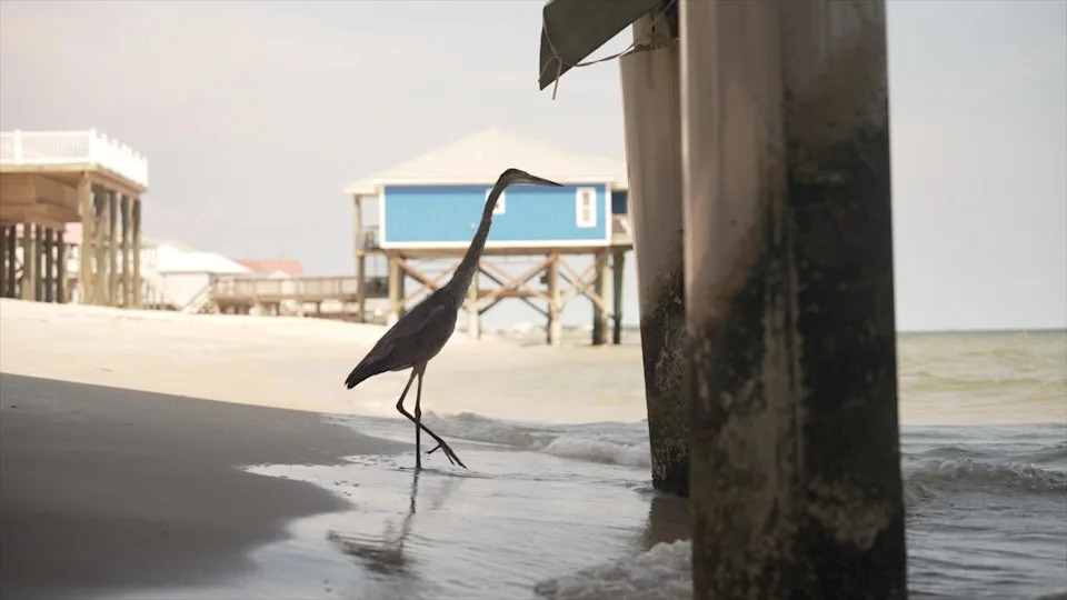 A heron walks along the West End of Dauphin Island. 