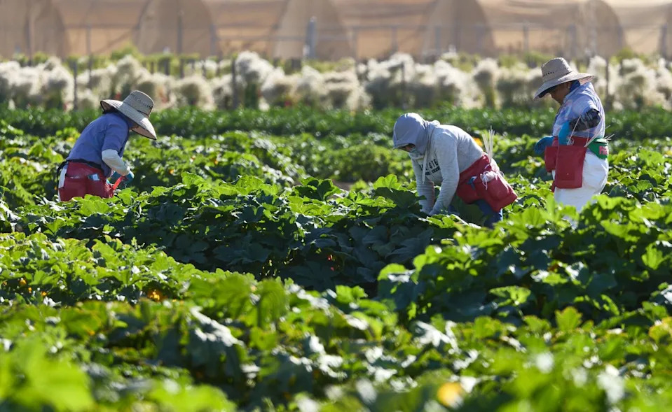 Farmworkers maintain squash plants growing on a farm Friday in Woodland.