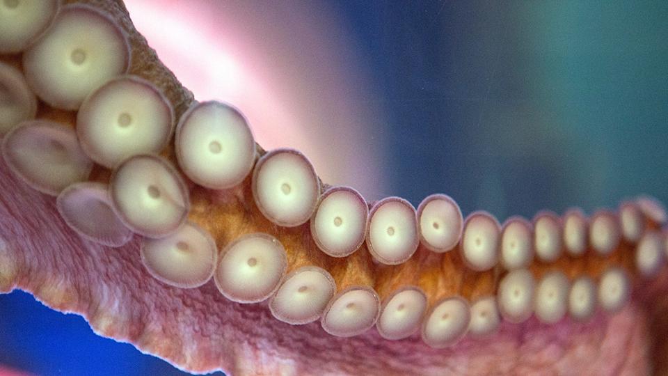 Un pulpo se aferra a un niño de 6 años y se niega a soltarse, dice la madre, que muestra imágenes de las lesiones del niño