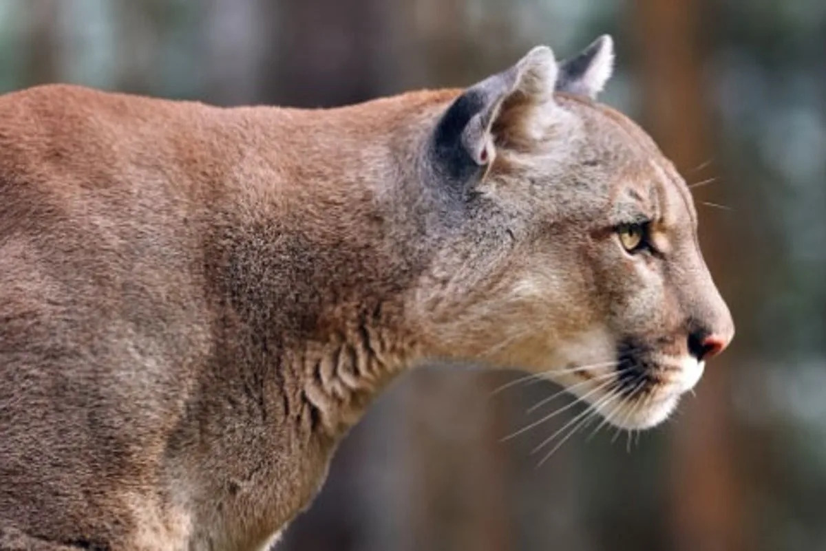 Mountain lion killed by authorities after attack on 11-year-old girl in California
