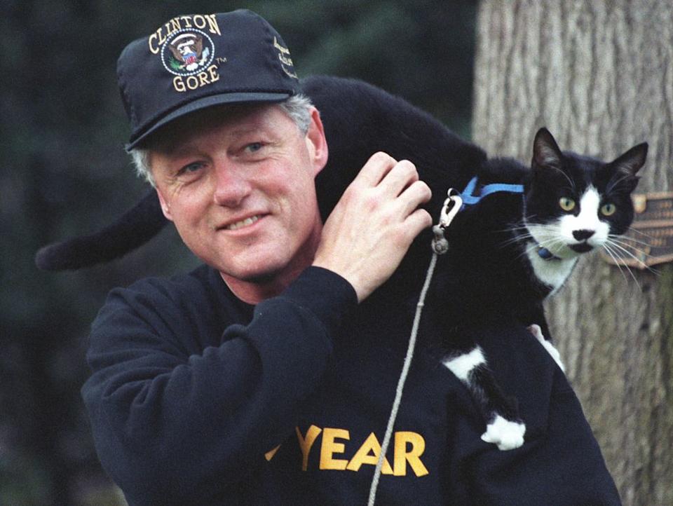 Gatos: las estrellas virales que han conquistado al mundo junto a sus famosos dueños