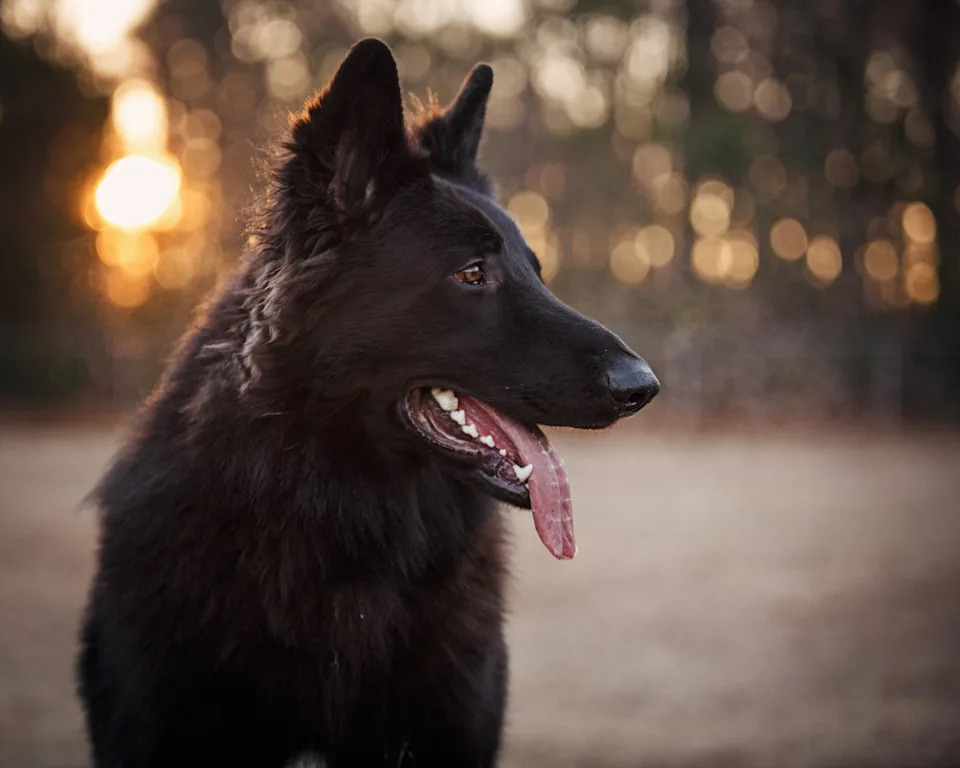 Long-haired German Shepherd with tongue out, in a natural setting, facing right