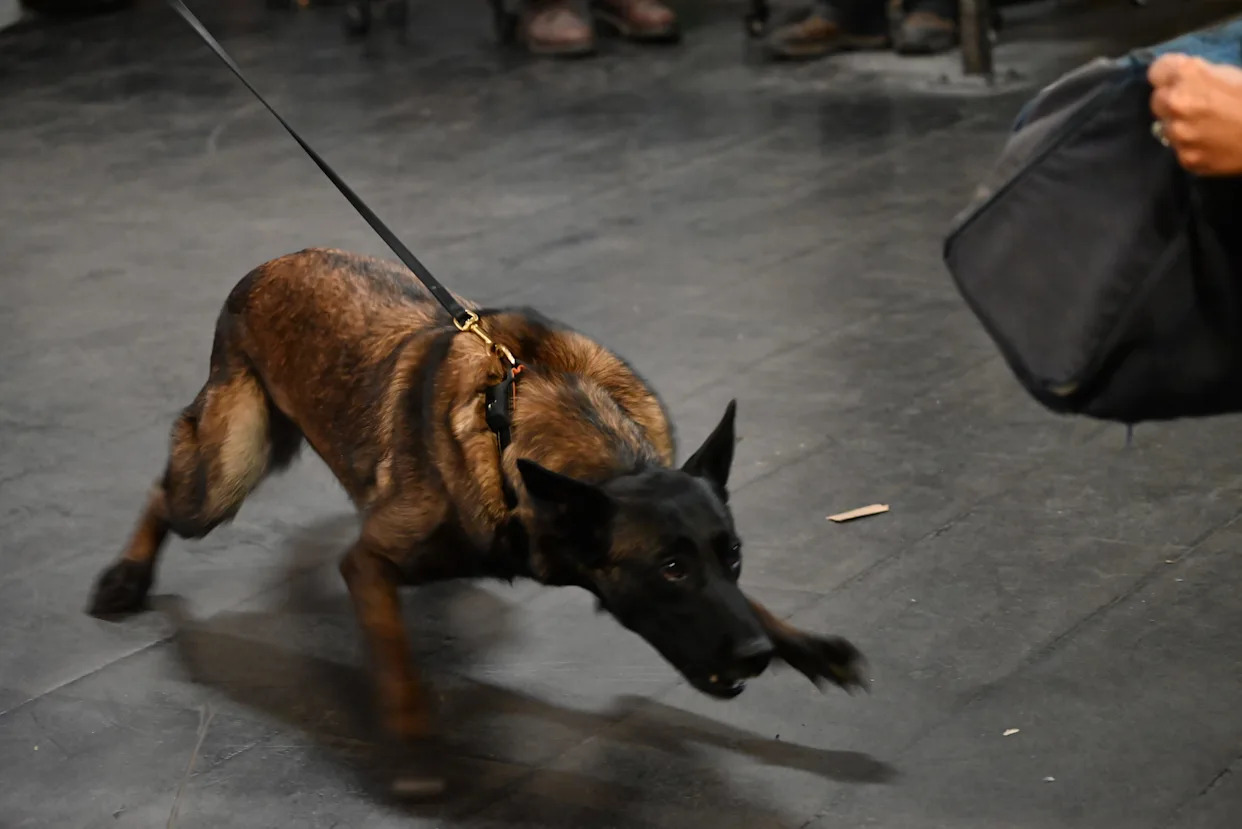 Three people attacked by loose dog at Charlotte Beach